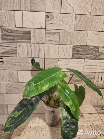 Филодендрон бурле макс вариегатный, веррукозум