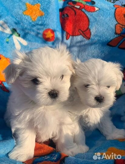 Мальтийская болонка / Щенки