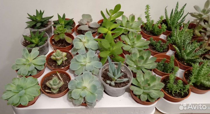 Домашние растения. Суккуленты