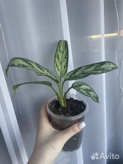 Сингониум, аглаонема