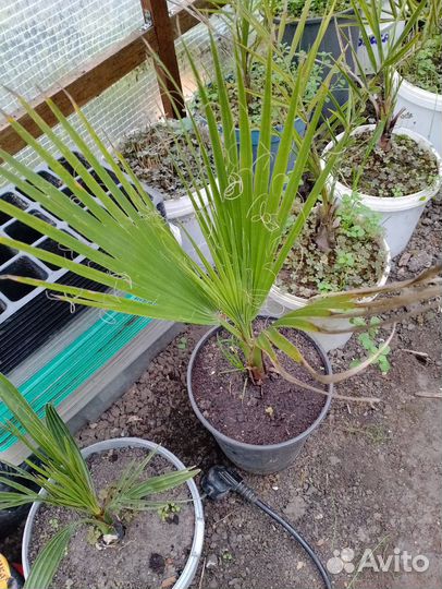 Семена 5 ти красивых пальм и японского дуба, набор