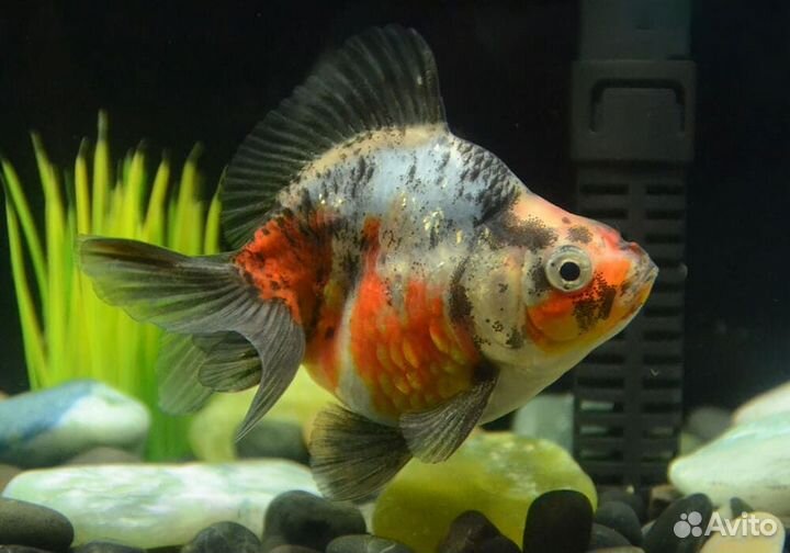 Рыбки Золотые, телескопы, красные шапочки, риукины