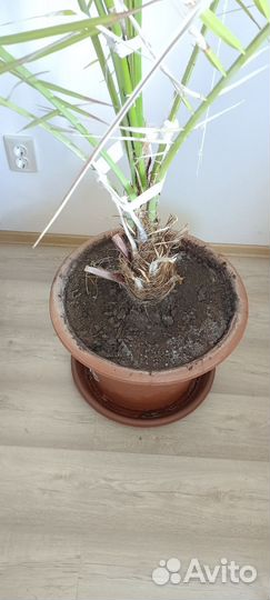 Финиковая пальма