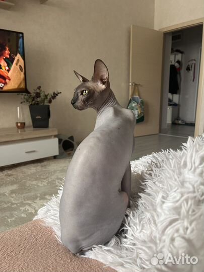 Канадский сфинкс