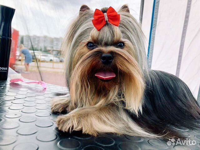 Приглашает на вязку кобель Йорка