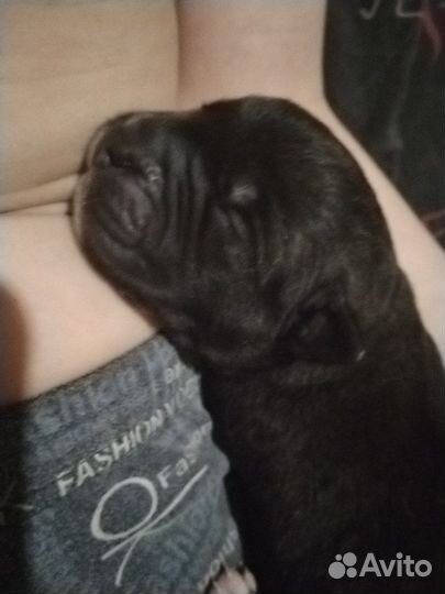 Щенки метисы Кане корс папа мама сибирская хаски