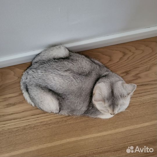 Шотландская серебристая шиншилла