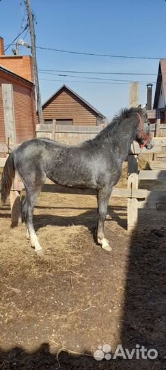 Орловский жеребец