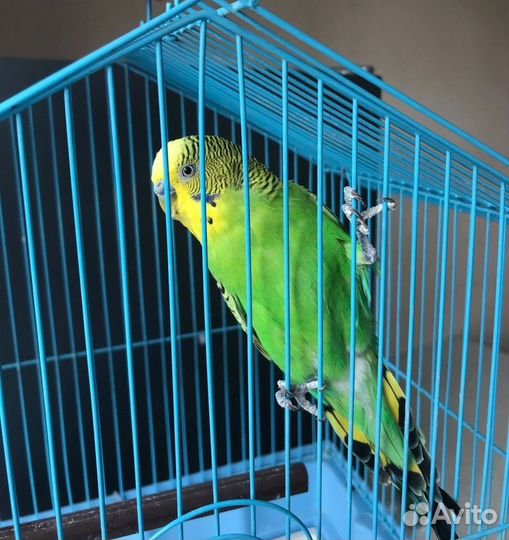 Волнистый попугай с клеткой