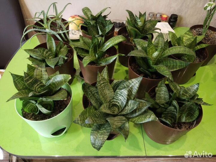 Комнатные цветы