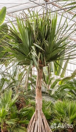 Панданус, винтовая пальма