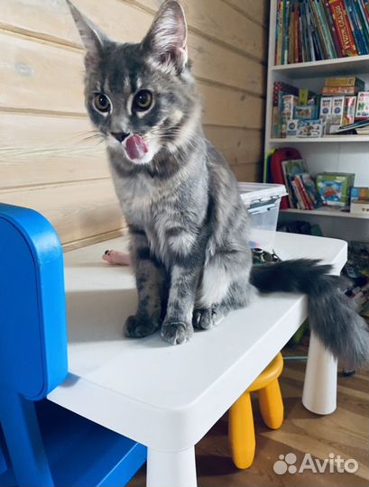 Кошка мейкун бесплатно