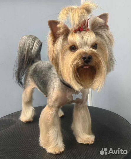 Груминг грумер стрижка собак