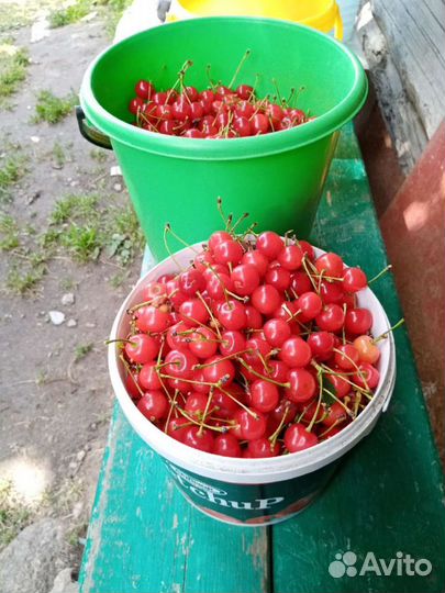 Выборг, Саженцы кустовой вишни