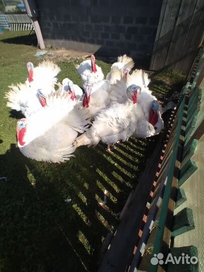 Индюки биг6