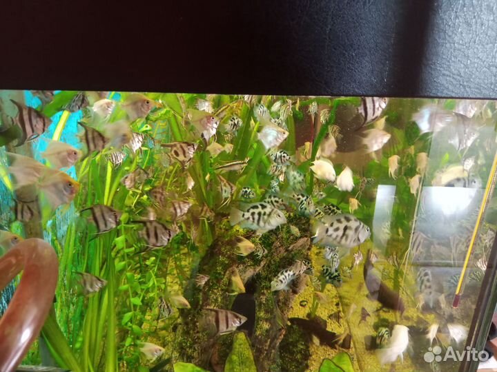 Аквариумные рыбки