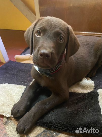 Щенок лаборадора