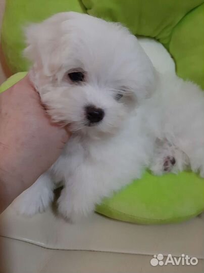 Мальтийская болонка. Мальтезе. Щенки. Мини. Микро