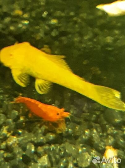 Аквариумные креветки Черри