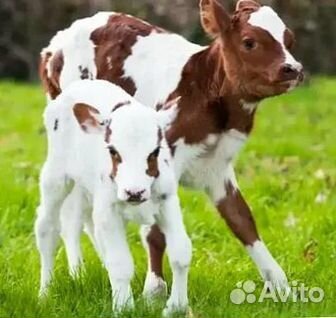 Лучшие телята для вашего фермерского хозяйства