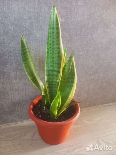 Комнатные растения