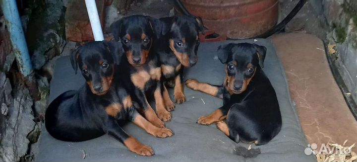 Карликовый пинчер цена 8000
