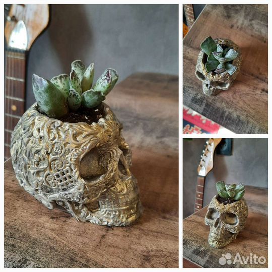 Суккулент, кашпо череп