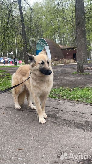 Собака в добрые руки