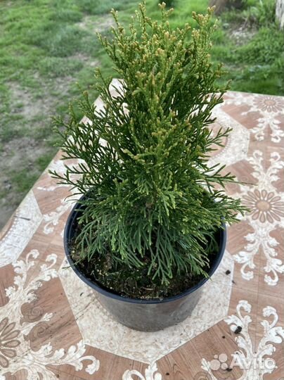 Туя смарагд