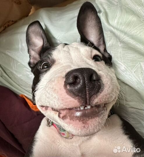 Амстафф вязка