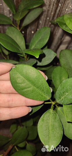 Фикус микрокарпа мокламе