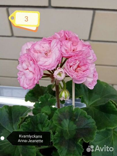 Коллекционные пеларгонии