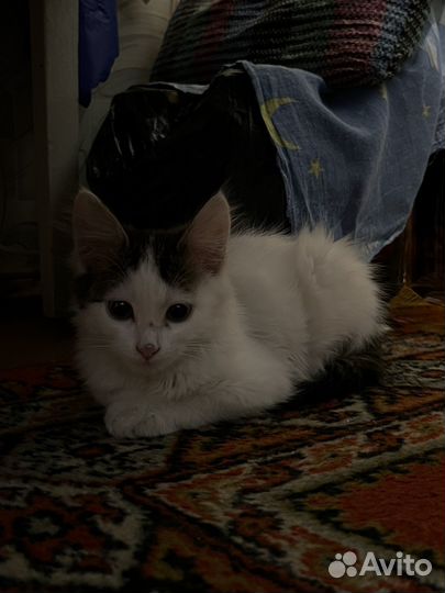 Котенок