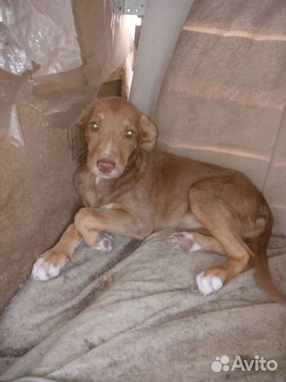 Отдам рыженьких щенков-девочек