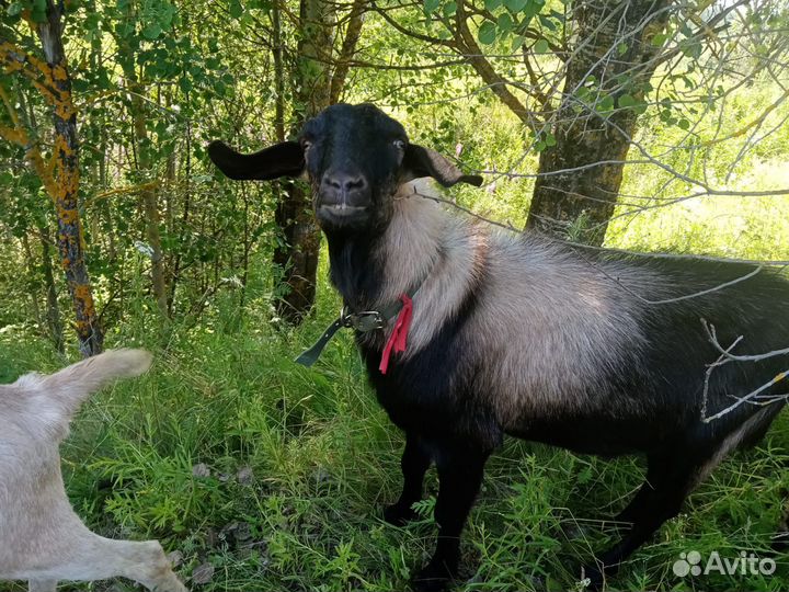 Нубийский козел