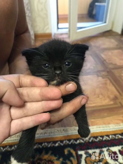 Котята ищут дом