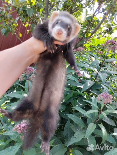 Хорек. Доставка. Ветпаспорт