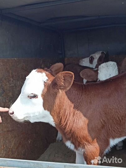 Бычки,телочки