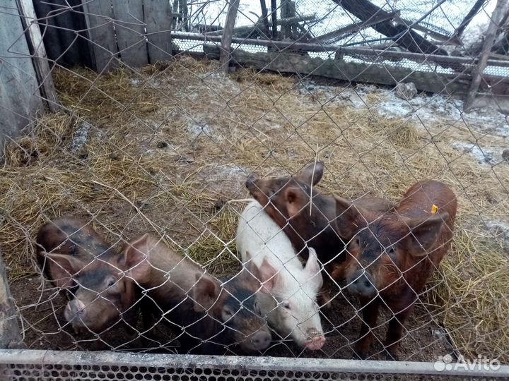 Поросята домашние 1.5 месяца Ландрас+Дюрок