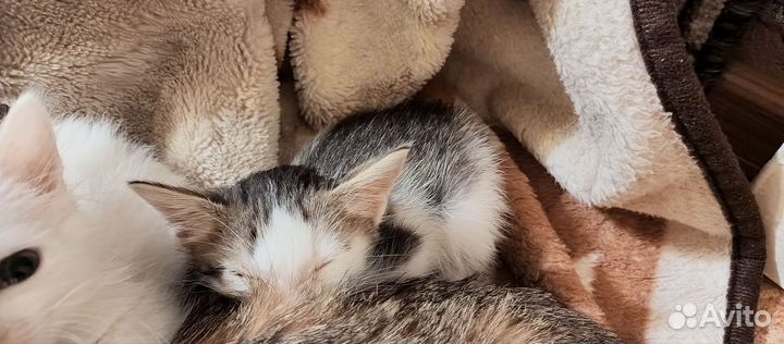 Кошка в дар бесплатно