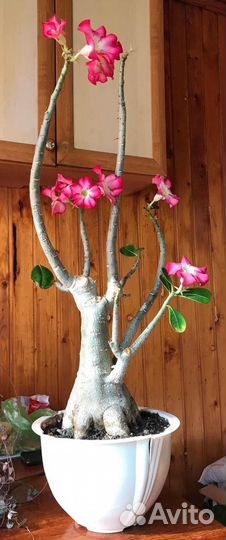 Адениум взрослый