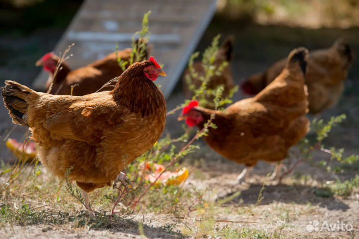 Куры молодки несушки