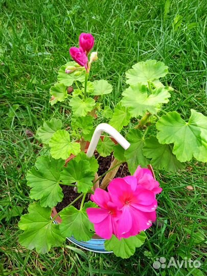 Колеус, герань, бегония