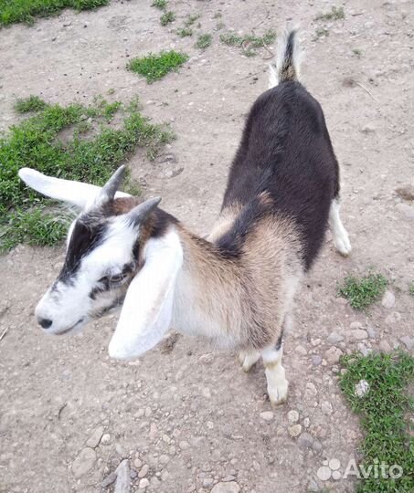 Козочки молочных линий