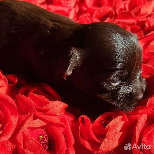 Щенки из профессионального питомника