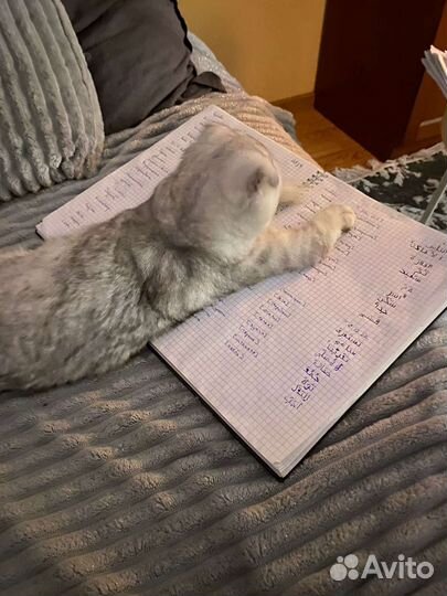 Репетитор арабского языка