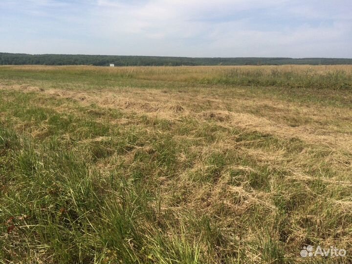 Продаётся сено луговое разнотравье 65 костёр