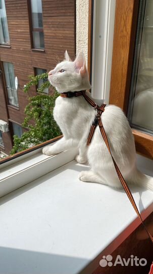 Аренда кошки-блогера