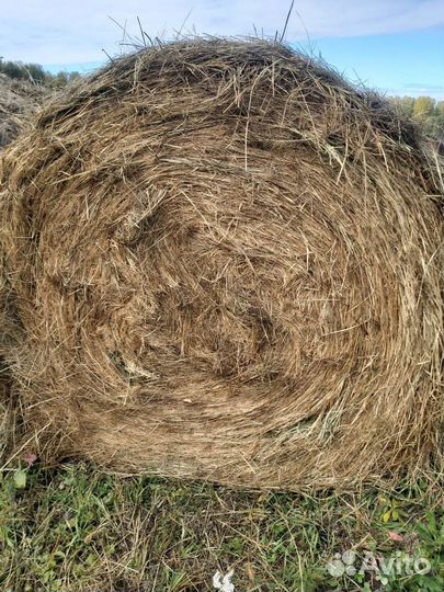 Сено в рулонах