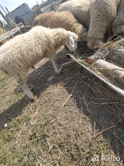 Молодые ярки